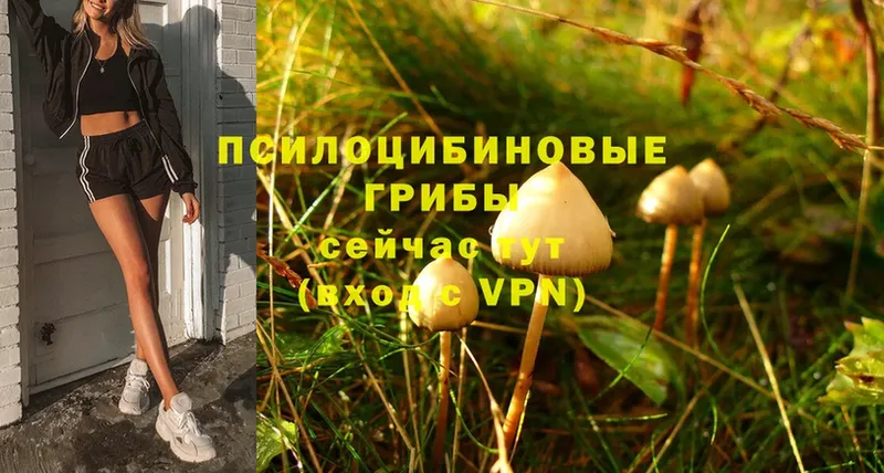 даркнет сайт  Кинешма  Псилоцибиновые грибы Psilocybe 